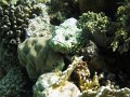 2008 Jackson  Reef-Stonefish